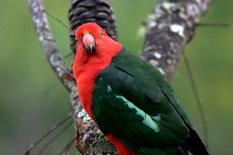 Photo of an Australian King Parrot Photo of an Australian King Parrot