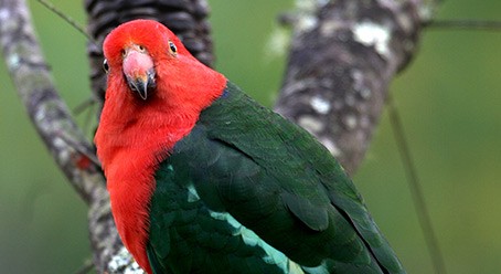 Photo of Australian parrot by John Manger, courtsey of CSIRO